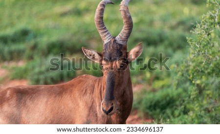 Close-up encounter with a red hartebeest, Addo Elephant National Park (South Africa)