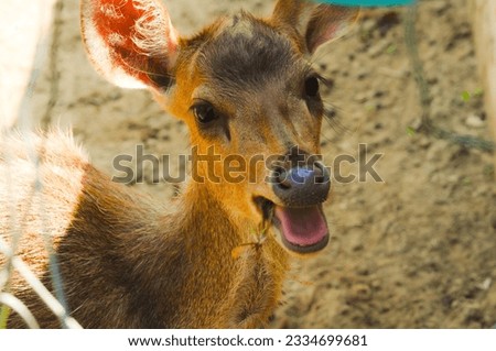 Picture of a deer eating