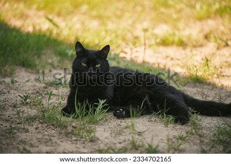 Black cat lying on the meadow near house porch. Domestic pet in the outdoors.