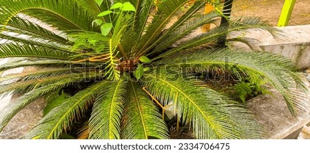 Palm plants planted in pots in a tourist park