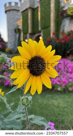a beautiful sunflower picture from miracle garden dubai