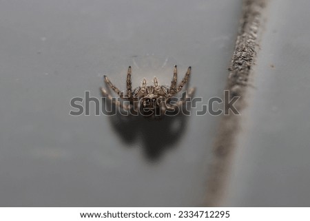 A spider eats a fly in its web
