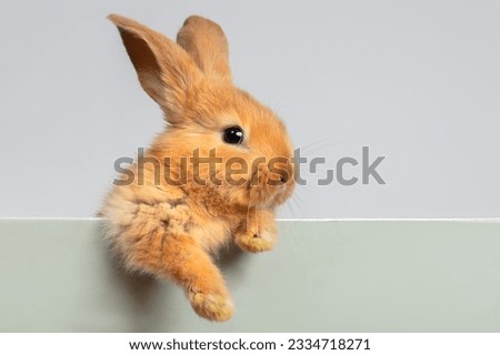 A funny red rabbit hung its fluffy paw on the board. Royalty-Free Stock Photo #2334718271