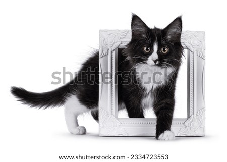 Cute black with white  Maine Coon cat kitten, stepping through white picture frame. Looking towards camera. Isolated on a white background.