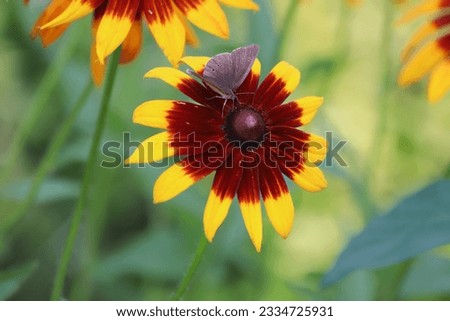 Black Eyed Susan, Rudbeckia hirta, brown and yellow flowers.