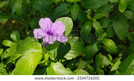 Single purple flower On Green Leaf Background Illustration Nature Wallpaper Screen Saver