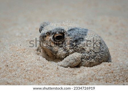 The Desert Rain Frog, Web-footed Rain Frog, or Boulenger's Short-headed Frog (Breviceps macrops) is a species of frog in the family Brevicipitidae. It is found in Namibia and South Africa. Royalty-Free Stock Photo #2334726919