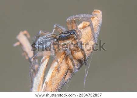 Close up of a small spider on the grass waiting for its prey.