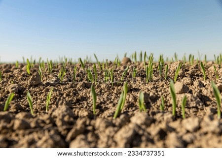 agricultural field with green signs in the spring season, green young wheat sprouts on the agricultural field
