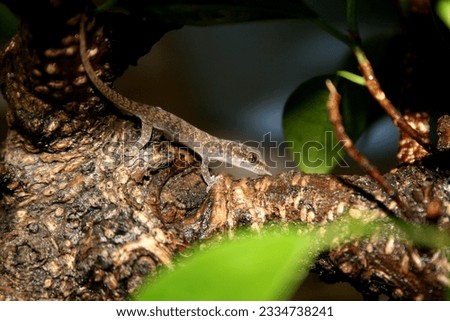 lizard sitting in the branch