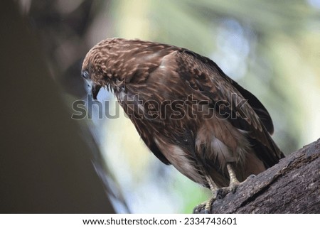 Picture of a hawk turning around