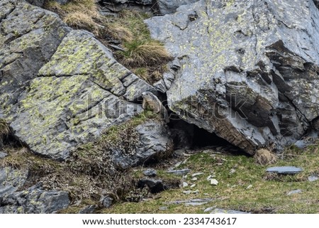 A marmot emerges from its burrow and scans its surroundings in the Fontanalba valley.