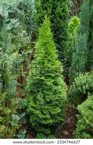 Thuja occidentalis grows in the garden in July. Thuja occidentalis, northern white cedar, eastern white cedar, or arborvitae, is an evergreen coniferous tree. Berlin, Germany Royalty-Free Stock Photo #2334746627