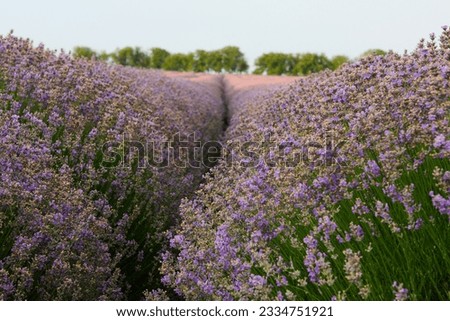 lavender field bushes. Shallow depth of field.