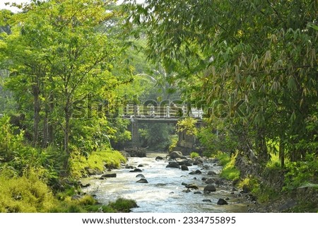 picture of a bridge over a river,surrounded by trees