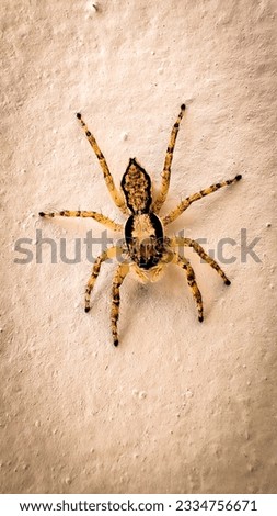 Picture of Spider walk in the wall