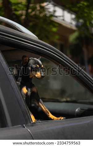 Close-up of a black Toy Terrier looking out of the front passenger window of a dark car on a sunny day. Funny dog looks out of the car window. Vertical photo