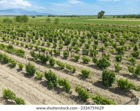 Drone view of young vineyards on a bright sunny day
