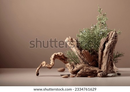 Abstract nature scene with a composition of juniper and dry snags. Neutral beige background for cosmetic, beauty product branding, identity, and packaging. Natural pastel colors. Copy space. Royalty-Free Stock Photo #2334761629