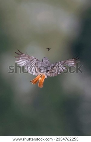 Female Black Redstart (Phoenicurus ochruros) in flight catching an insect on blurred background, dynamic image, Alps Mountains, Italy