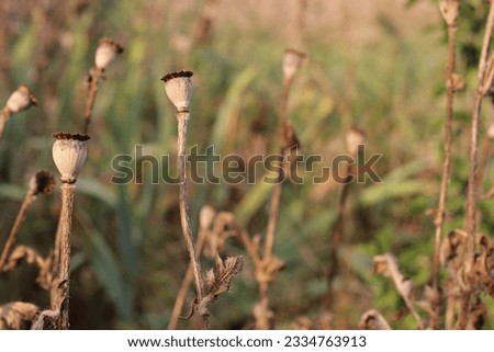 Dry poppy heads in the ground, in the garden, in the open space in the rays of the warm golden sun, against the background of other greenery, create a wonderful picture of a beautiful wild field. 