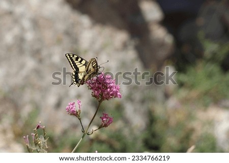 common yellow swallowtail butterfly sitting on a pink flower with a bokeh background