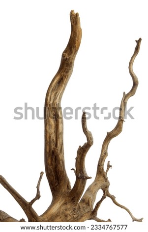 Horn driftwood root branches wooden texture isolated on white background with clipping path