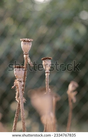 Dry poppy heads in the garden, in the rays of the warm golden sun, against the backdrop of greenery and garden netting, create a bewitching picture of freedom, tranquility and beauty on the planet. 