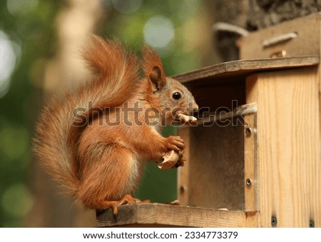 a red-haired fluffy squirrel sits and eats a nut in a wooden bird feeder on a tree in a summer park. Soft focus. Royalty-Free Stock Photo #2334773379