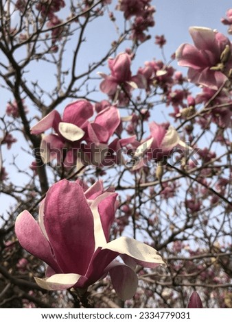Magnolia Tree, Message of Spring