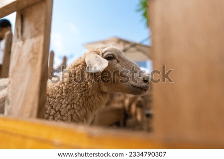 Funny sheep. Portrait of sheep.