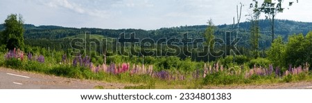 Wild Flowers Lupine on the swedish meadow next to the road. Lupinus, known also as Lupin or lupine, is a genus of flowering plants in the legume family, fabaceae. Sweden. Scandinavia. North Europe Royalty-Free Stock Photo #2334801383