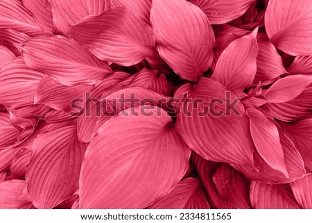 Background of leaves of a garden ornamental host plant. Close-up. Tinting in the main color of the 2023 version of the Pantone Viva Magenta Institute
