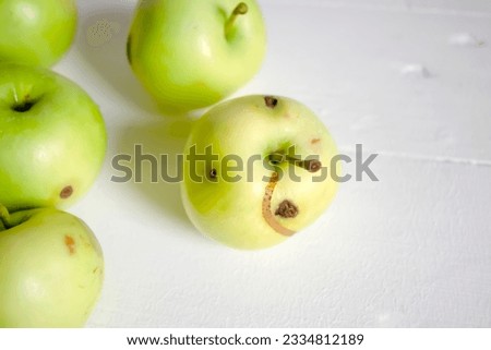 Wormy apples lie on a white table. Fallen apples with diseases on the table. Harvest of sick apples. Sick apples from an organic farm. Royalty-Free Stock Photo #2334812189