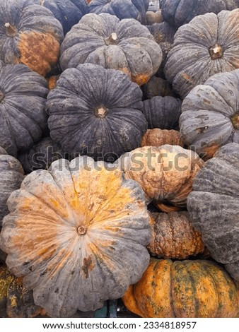 Pumpkin, uneven skin texture yellow inside as a raw material for cooking