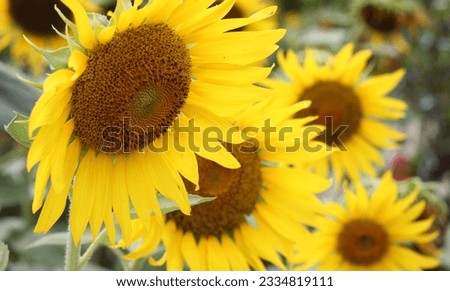 sunflower picture yellow flower big flower