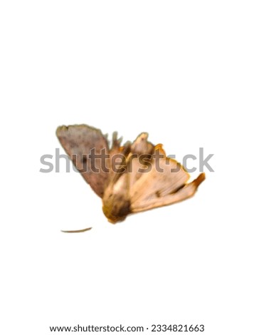 Fall webworm moth isolated with white background.