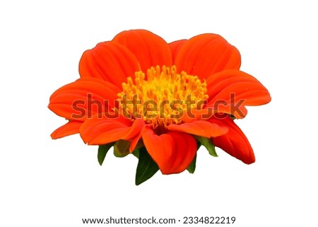 Close up Mexican Sunflower Weed (Tithonia rotundifolia Gray)on white background. colorful flower 