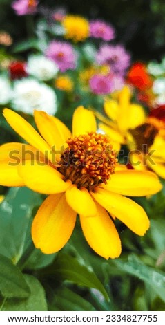 background macro photo bouquet flowers zinnia narrowleaf yellow petals with gradient red orange stamens pistils green turquoise leaves layered blurred photo focus postcard cover screensaver printing