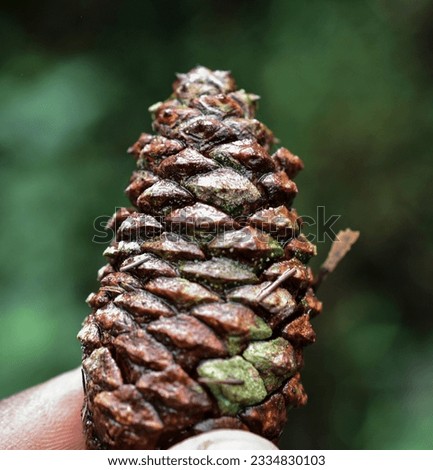 cone of pine tree closeup picture