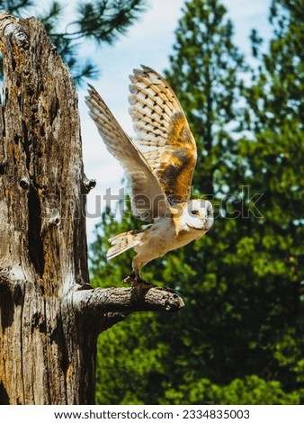 I can picture the owl perched on the old, dry tree, its feathers blending in with the bark and its sharp talons gripping the branch tightly. The tree must have a lot of character too, with its gnarled
