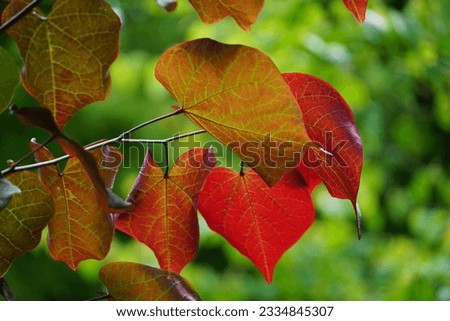 Heart shaped leaves of Cercis canadensis or forest pansy