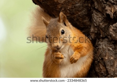 Cute little bushy tailed scottish red squirrel in the woodland