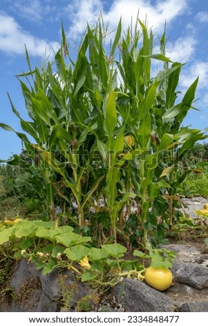 Three sisters garden. Planting corn, squash and beans together. Maize, pumpkin and haricot in the vegetable bed. Royalty-Free Stock Photo #2334848477