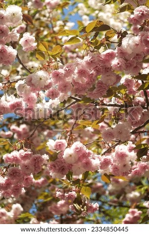 Cherry Blossoms in Suwon Kyung Hee University