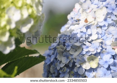 Blooming exotic flowers high definition picture