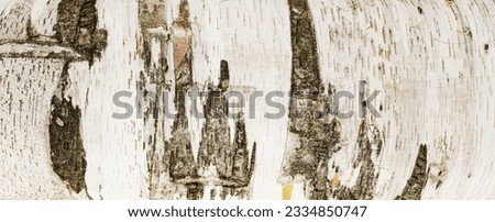 White Birch Rind - Panorama Royalty-Free Stock Photo #2334850747