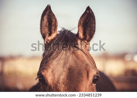 Close-up of a horse's ears. Horse sports equestrian theme. Royalty-Free Stock Photo #2334851239