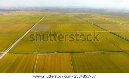 rice, paddy, paddy farm, rice seed, paddy harvester