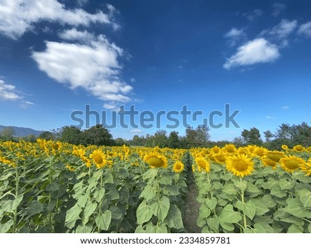 Sunflower field in Muak Lek District, Saraburi Province.It was taken on January 2nd.B.E. 2565.In the picture, a sunflower field with beautiful mountain views is seen.